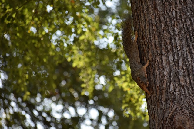 一些評論認 一些評論認