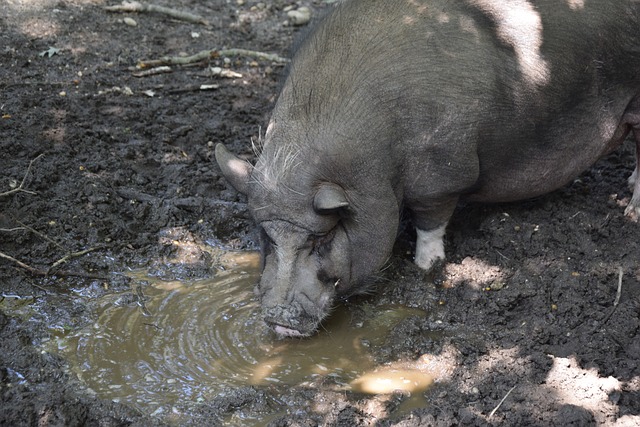 引领球队胜 引领球队胜